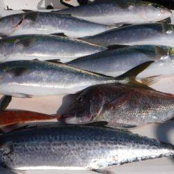 JDI Racing シールズマリンレジャー 釣果