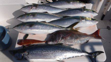 JDI Racing シールズマリンレジャー 釣果