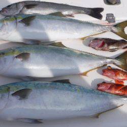 JDI Racing シールズマリンレジャー 釣果