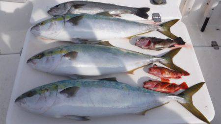 JDI Racing シールズマリンレジャー 釣果