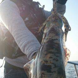 シースナイパー海龍 釣果