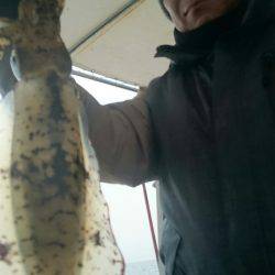 シースナイパー海龍 釣果