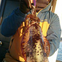 シースナイパー海龍 釣果