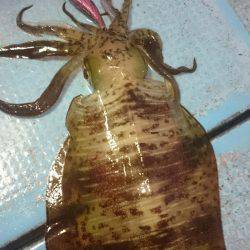 シースナイパー海龍 釣果