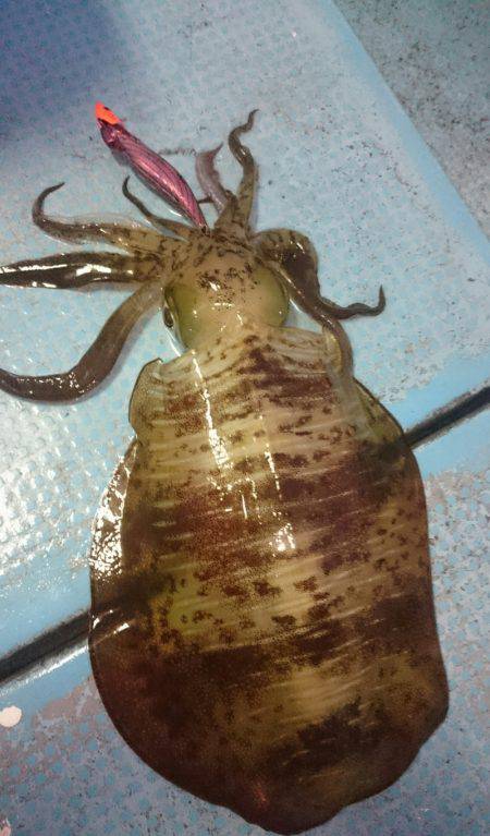 シースナイパー海龍 釣果