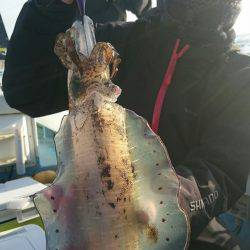 シースナイパー海龍 釣果