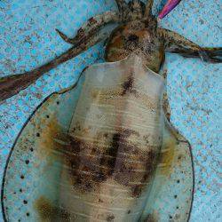 シースナイパー海龍 釣果