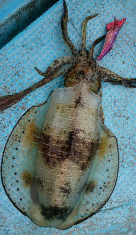 シースナイパー海龍 釣果