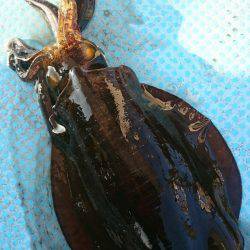 シースナイパー海龍 釣果