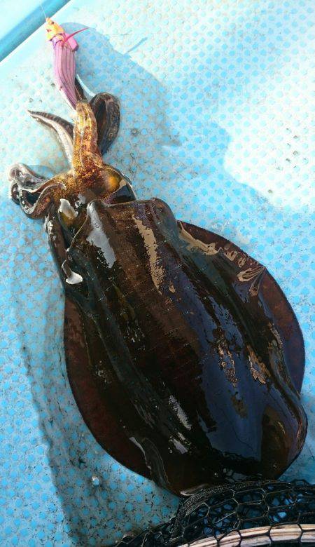 シースナイパー海龍 釣果