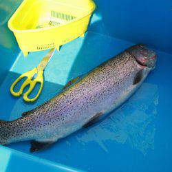 としまえんフィッシングエリア 釣果