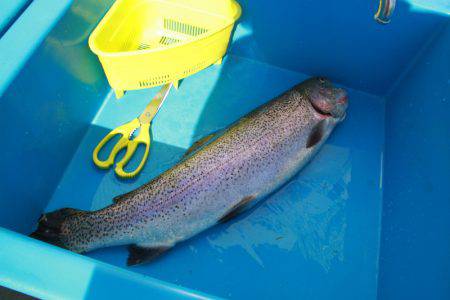 としまえんフィッシングエリア 釣果