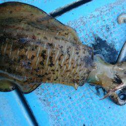 シースナイパー海龍 釣果