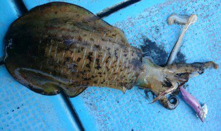 シースナイパー海龍 釣果