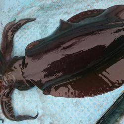 シースナイパー海龍 釣果