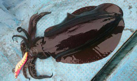 シースナイパー海龍 釣果