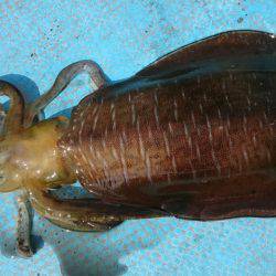 シースナイパー海龍 釣果