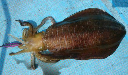 シースナイパー海龍 釣果