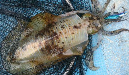 シースナイパー海龍 釣果