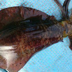 シースナイパー海龍 釣果