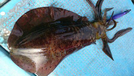 シースナイパー海龍 釣果