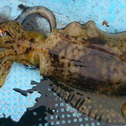 シースナイパー海龍 釣果