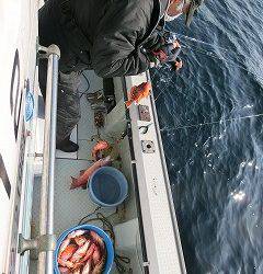 第二清洋丸 釣果