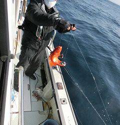 第二清洋丸 釣果