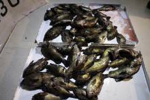 KIM Fishing Guide Ser…