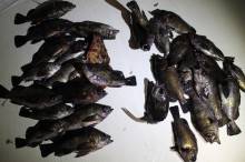 KIM Fishing Guide Ser…