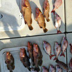 リトルワン 釣果