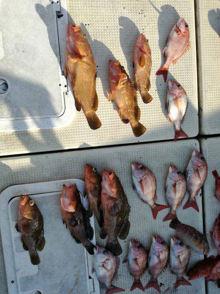 リトルワン 釣果