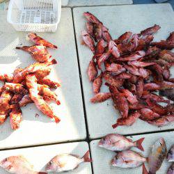 リトルワン 釣果