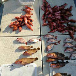 リトルワン 釣果