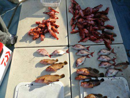 リトルワン 釣果