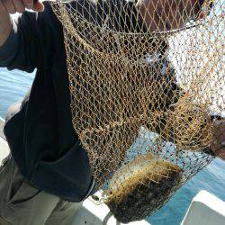 リトルワン 釣果