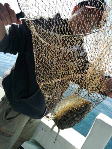 リトルワン 釣果