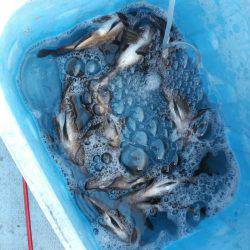 リトルワン 釣果