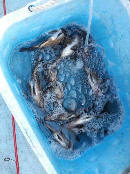 リトルワン 釣果