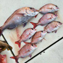 リトルワン 釣果