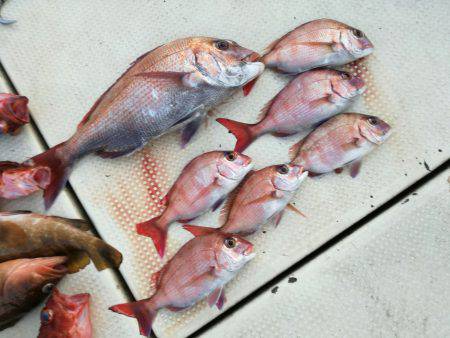 リトルワン 釣果