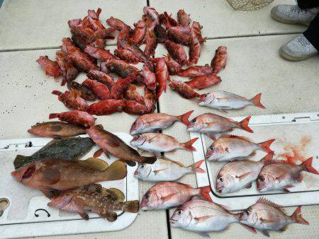 リトルワン 釣果