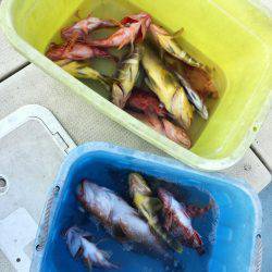 リトルワン 釣果