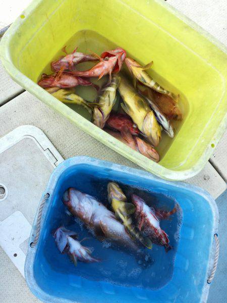 リトルワン 釣果