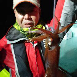 シードリーム 釣果