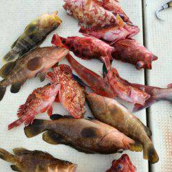 リトルワン 釣果