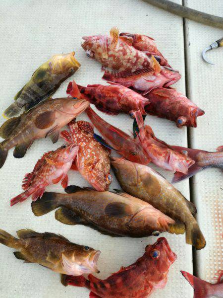 リトルワン 釣果