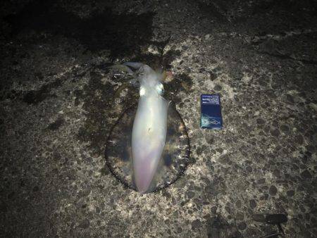 ヤエンでのアオリ釣果