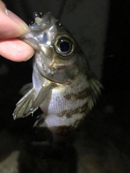 ランガンメバリング