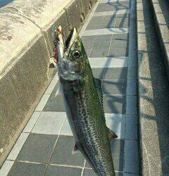 久々のサゴシさん(;´∀`)